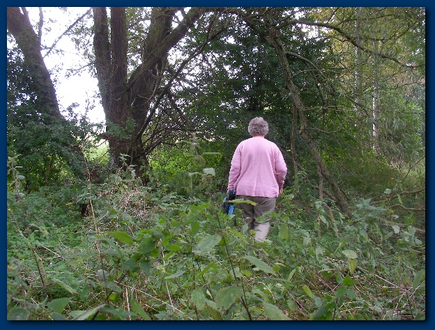 600x449 pixels (213K)